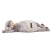 Cat Basik with a blanket